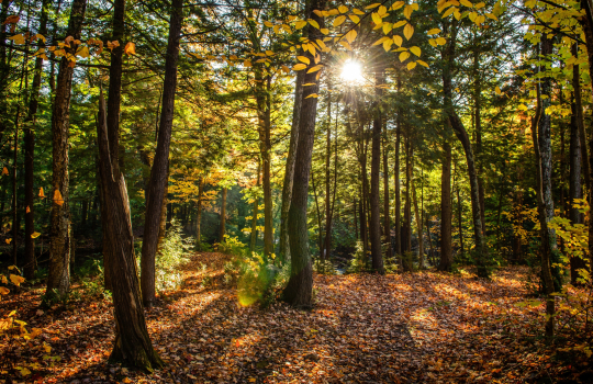 forêt - automne