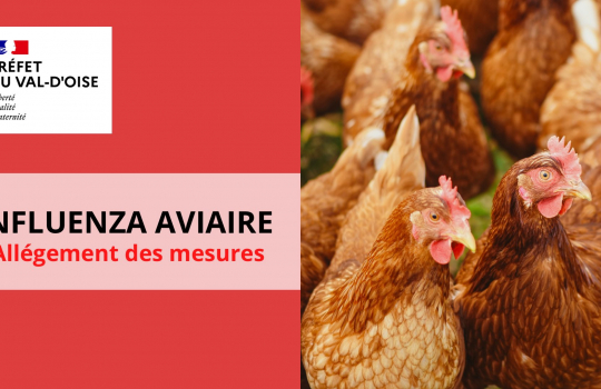 influenza aviaire / allègement des mesures