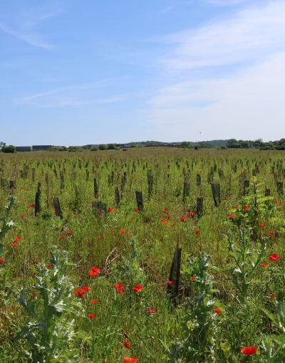 Forêt de Maubuisson