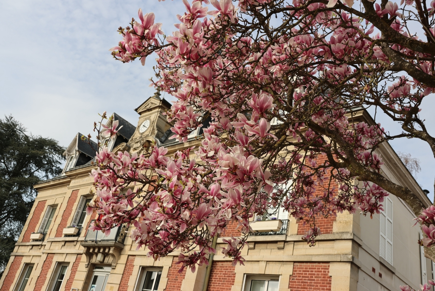 Mars 2026 | Mairie et magnolia