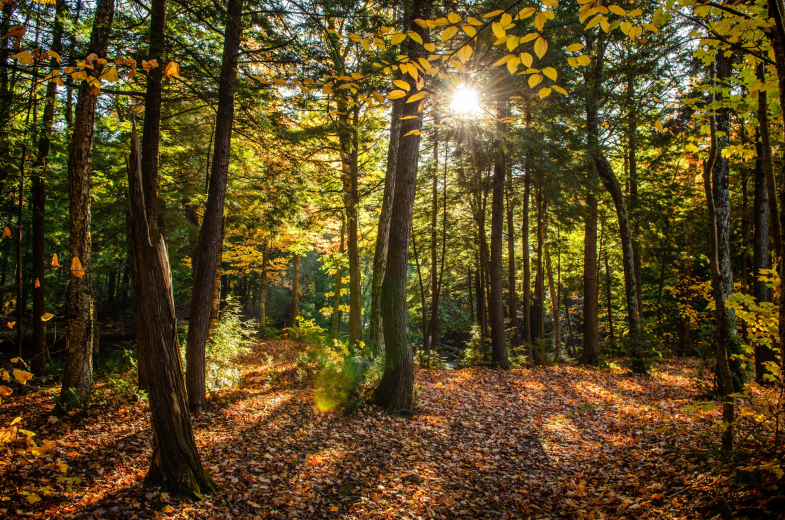 forêt - automne