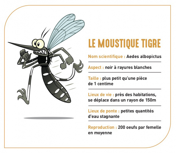 MOUSTIQUE TIGRE