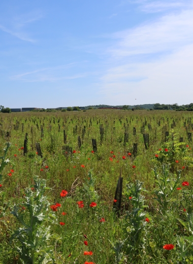 Forêt de Maubuisson