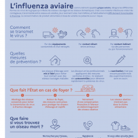 Influenza Infographie 2023