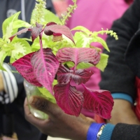 TROC AUX PLANTES | novembre 2025